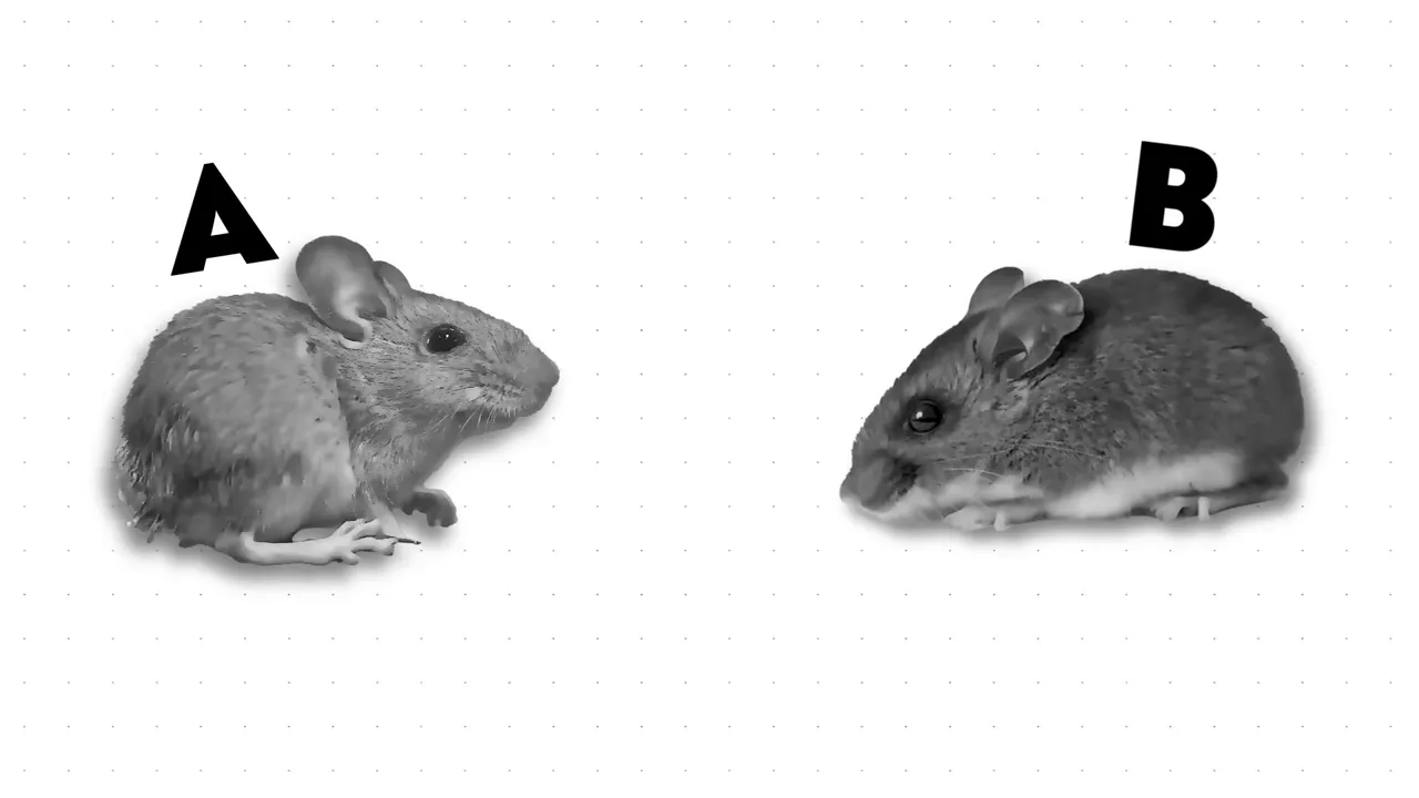 如何騙過自己的大腦,啟動「贏家效應」成為不可阻擋的自己 4 實驗顯示贏家效應的兩隻老鼠